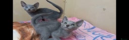 Azul Ruso gatos en venta: Azul ruso hembra  - Anuncio 2