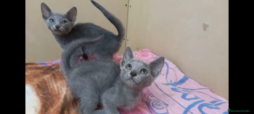 Azul Ruso gatos en venta: Azul ruso hembra  - Imagen 2