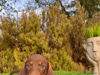 Teckel Miniatura perros BEBE DE TECKEL CHOCOLATE - Anuncio 21