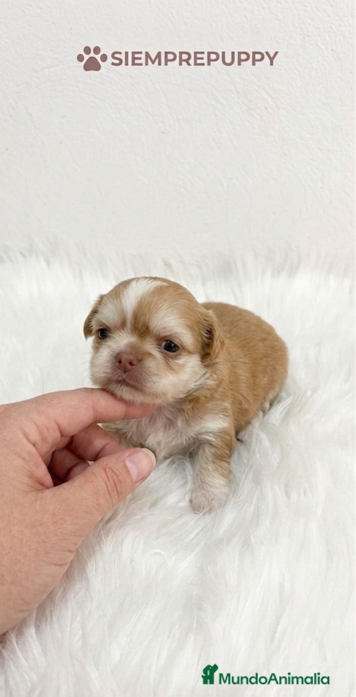 Chihuahua perros CHIHUAHUA MINI TOY PELO LARGO  - Anuncio 5