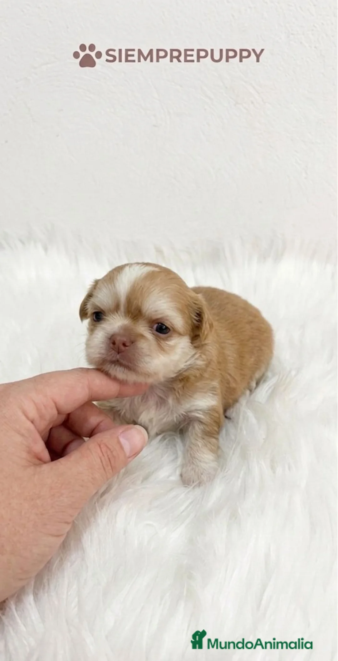 Chihuahua perros en venta: CHIHUAHUA MINI TOY PELO LARGO  - Anuncio 1