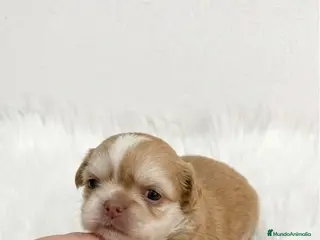 Chihuahua perros CHIHUAHUA MINI TOY PELO LARGO - Anuncio 6