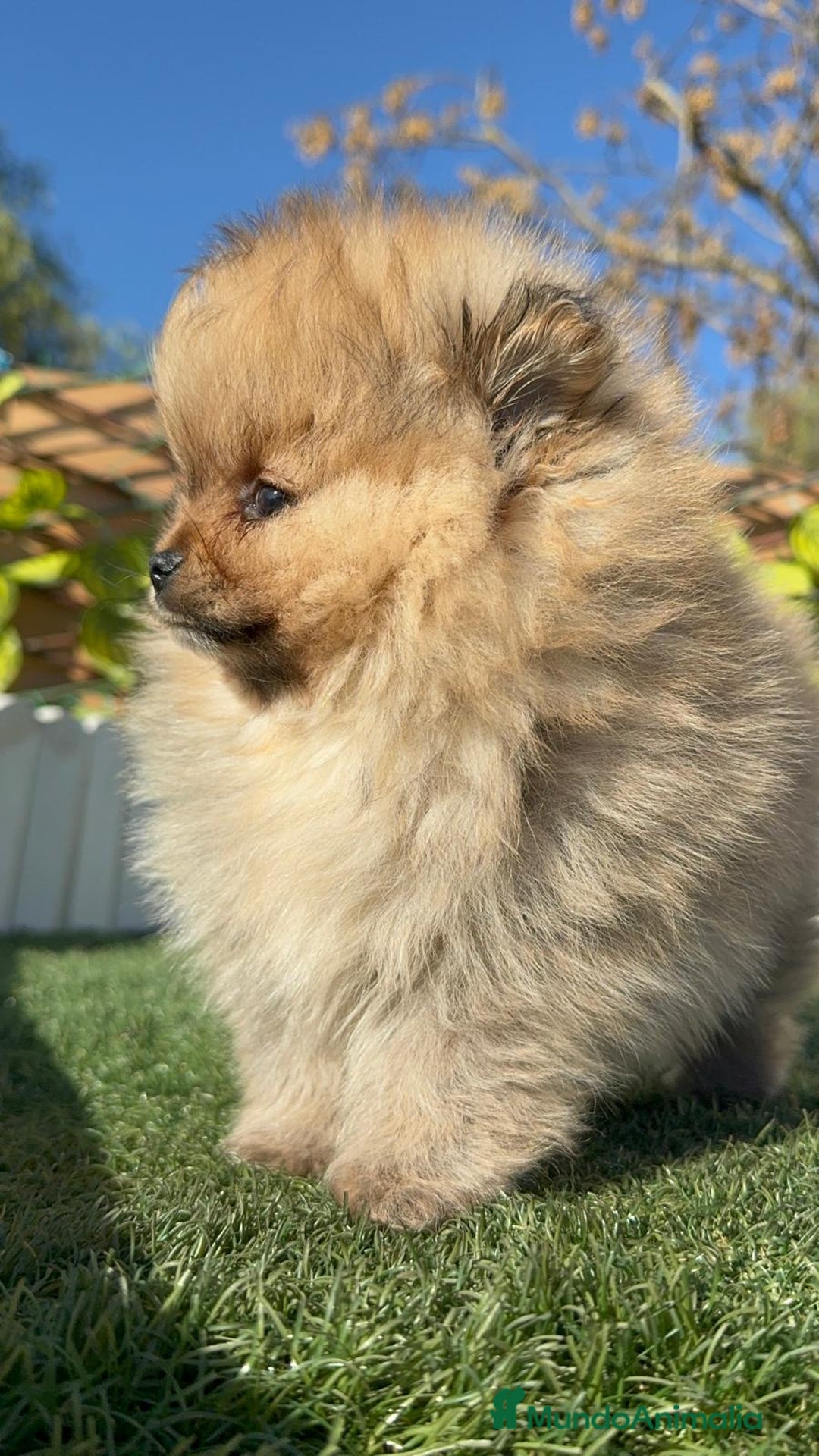 Pomerania perros en venta: POMERANIA CARA DE OSITO - Anuncio 12