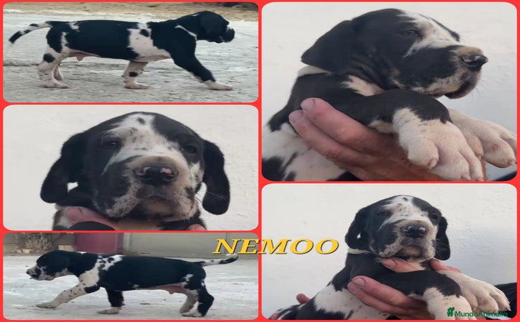 Dogo Alemán perros - Anuncio 1