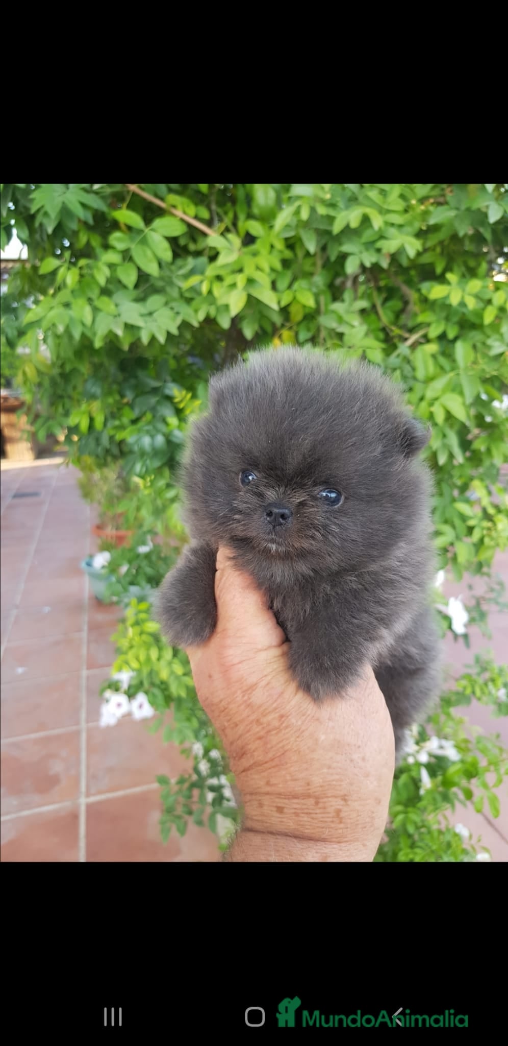 Pomerania perros Pomerania linea rusa - Anuncio 1