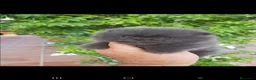 Pomerania perros en venta: Pomerania linea rusa - Anuncio 1