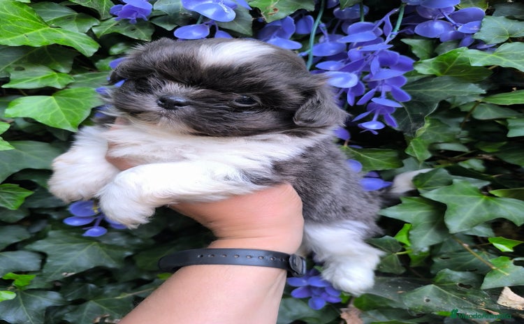 Shih Tzu perros - Anuncio 1