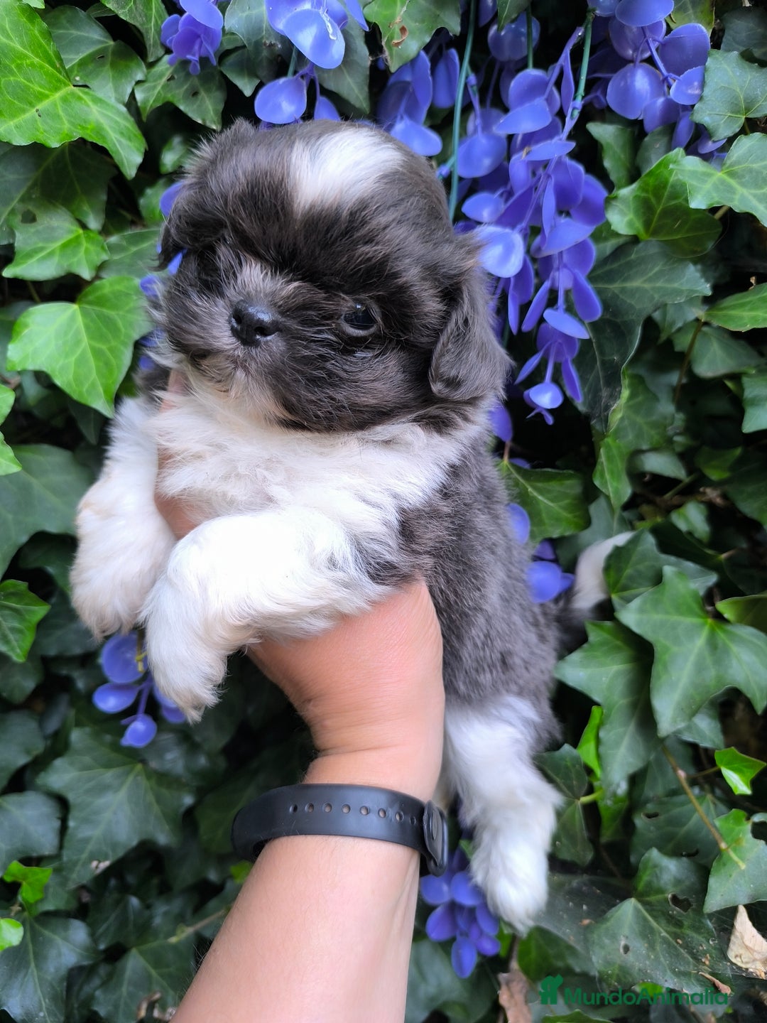 Shih Tzu perros en venta: Shih tzu  - Anuncio 1