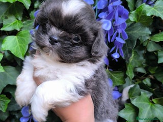 Shih Tzu perros - Anuncio 2