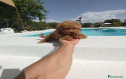 Maltipoo perros en venta: Maltipoo toy  - Imagen 3