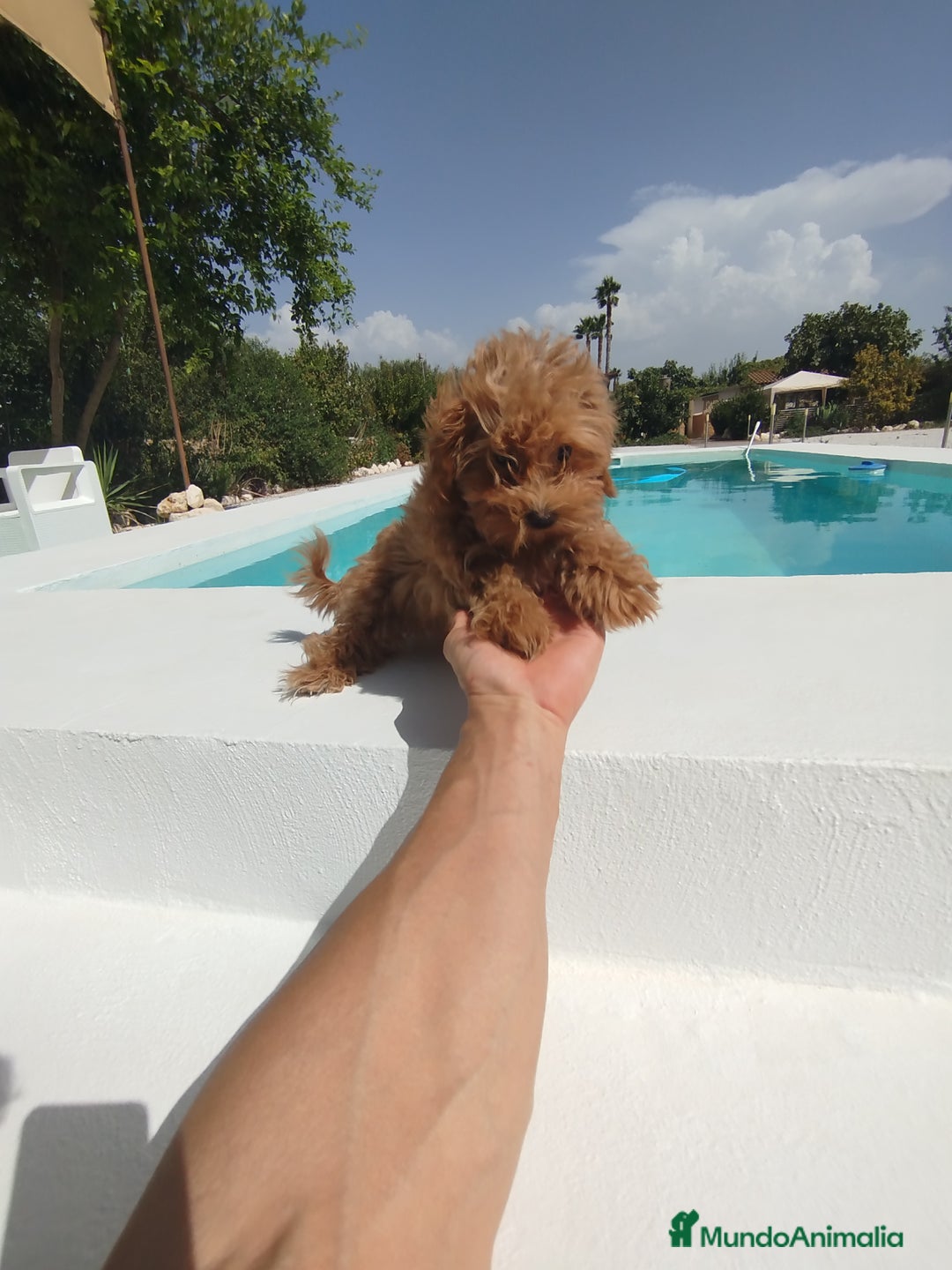 Maltipoo perros en venta: Maltipoo toy  - Imagen 3