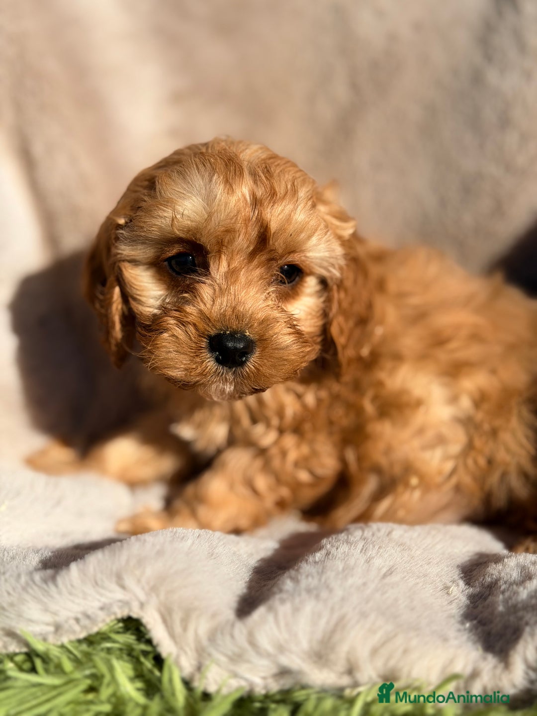Cavapoo perros en venta: Cavapoo macho  - Anuncio 4