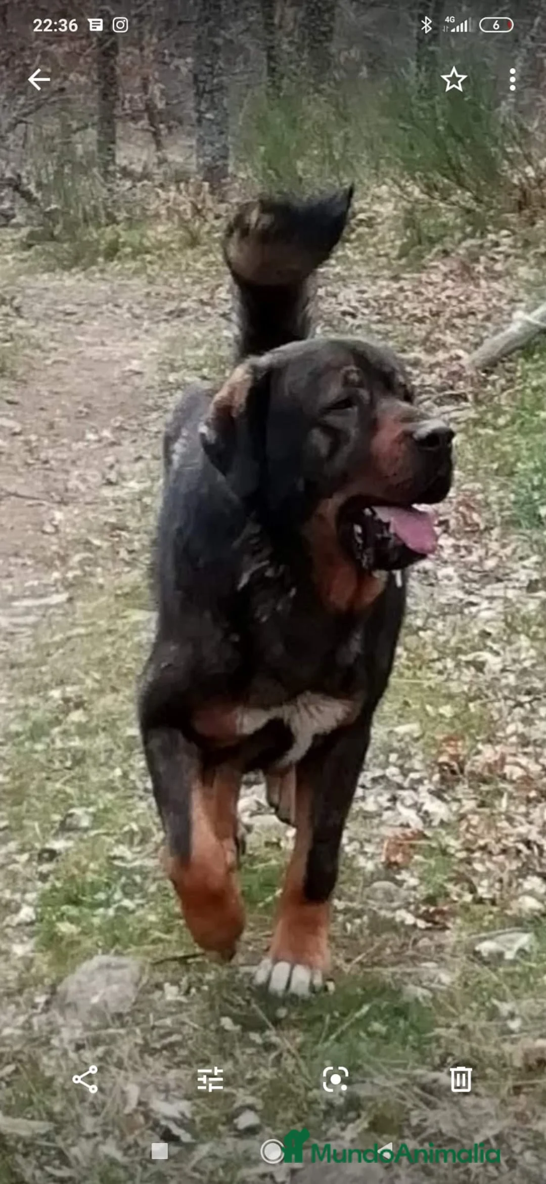 Mastín Español perros en venta: Mastin Español PURO - Anuncio 10