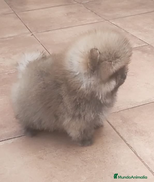 Pomerania perros POMERANIA  - Anuncio 9