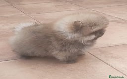 Pomerania perros en venta: POMERANIA  - Imagen 1