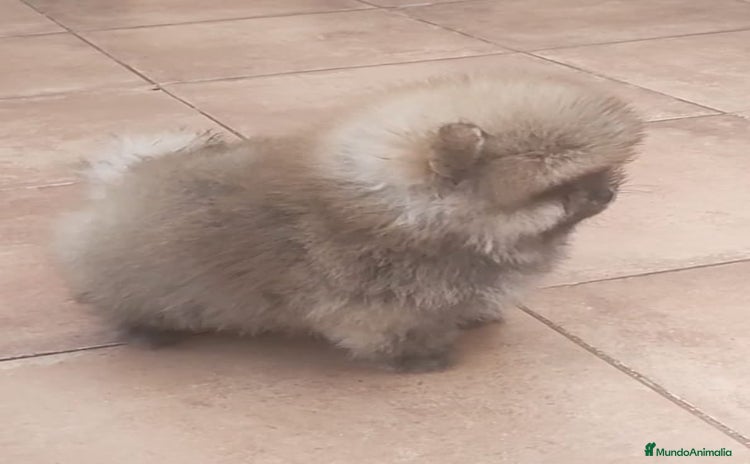 Pomerania perros - Anuncio 2