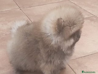 Pomerania perros - Anuncio 23