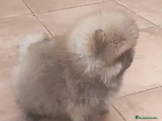 Pomerania perros POMERANIA - Anuncio 18