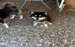 Pomsky perros en venta: Pomsky minuatura - Imagen 2