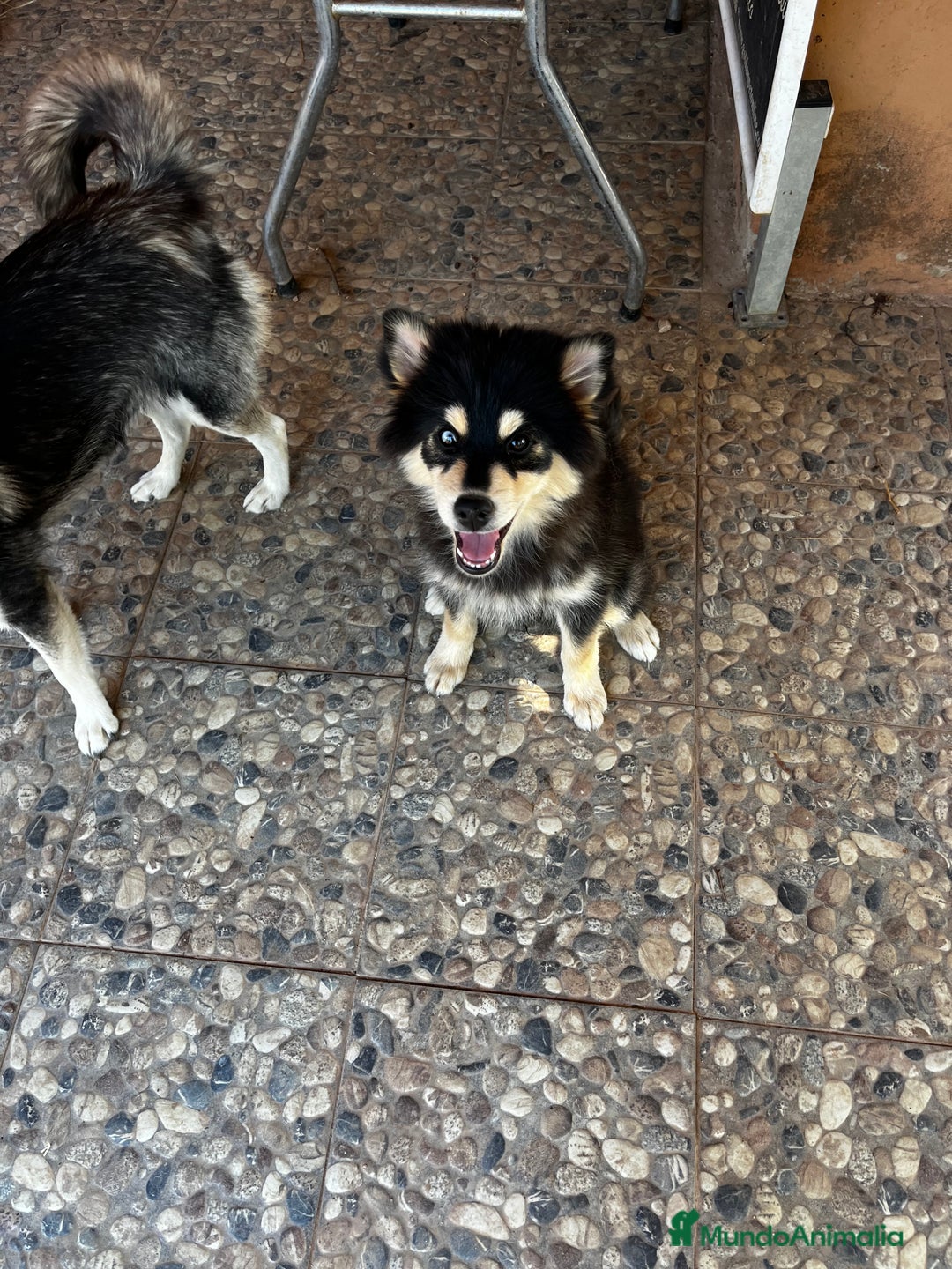Pomsky perros en venta: Pomsky minuatura - Imagen 2