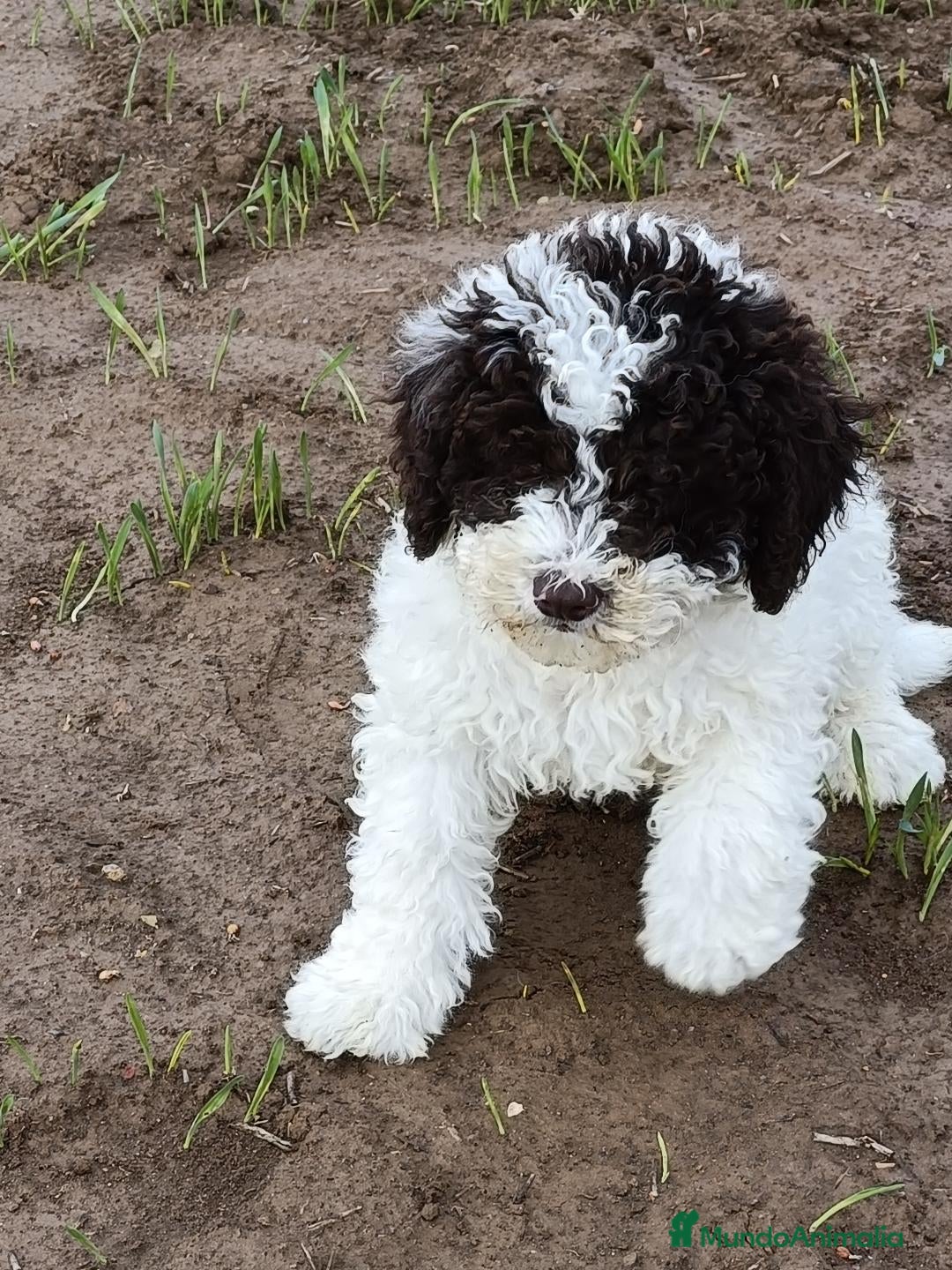 Perro de Agua Español perros en venta: Perro de Agua - Anuncio 1