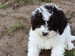 Perro de Agua Español perros Perro de Agua - Anuncio 2