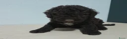 Perro de Agua Español perros en venta: PERRO DE AGUA - Anuncio 3