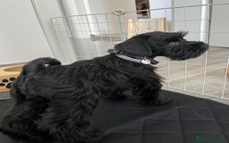 Schnauzer Miniatura perros en venta: Magníficos cachorros de Schanuzer miniatura negros - Imagen 2