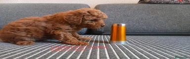 Caniche Toy 2