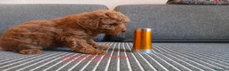 Caniche Toy perros en venta: Cachorros Caniche poodle Toy Rojo - Anuncio 8
