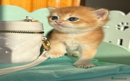 Británico de Pelo Corto gatos en venta: Gatitos brittish - Imagen 4