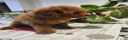 Caniche Toy perros en venta: Caniche toy hembrita pre io real - Anuncio 4