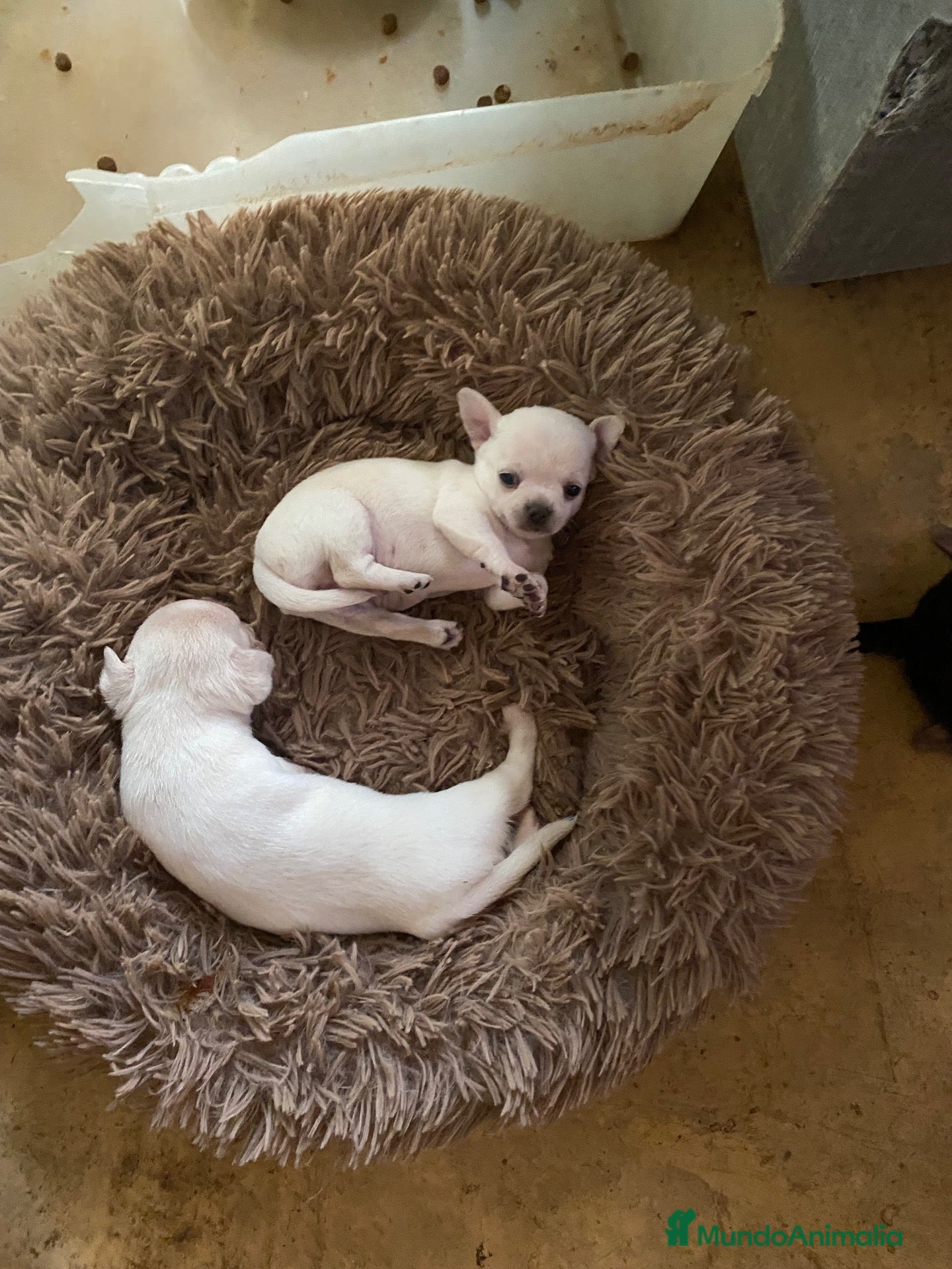 Chihuahua perros Chihuahua cabeza manzana hembrita y machito boanco - Anuncio 1