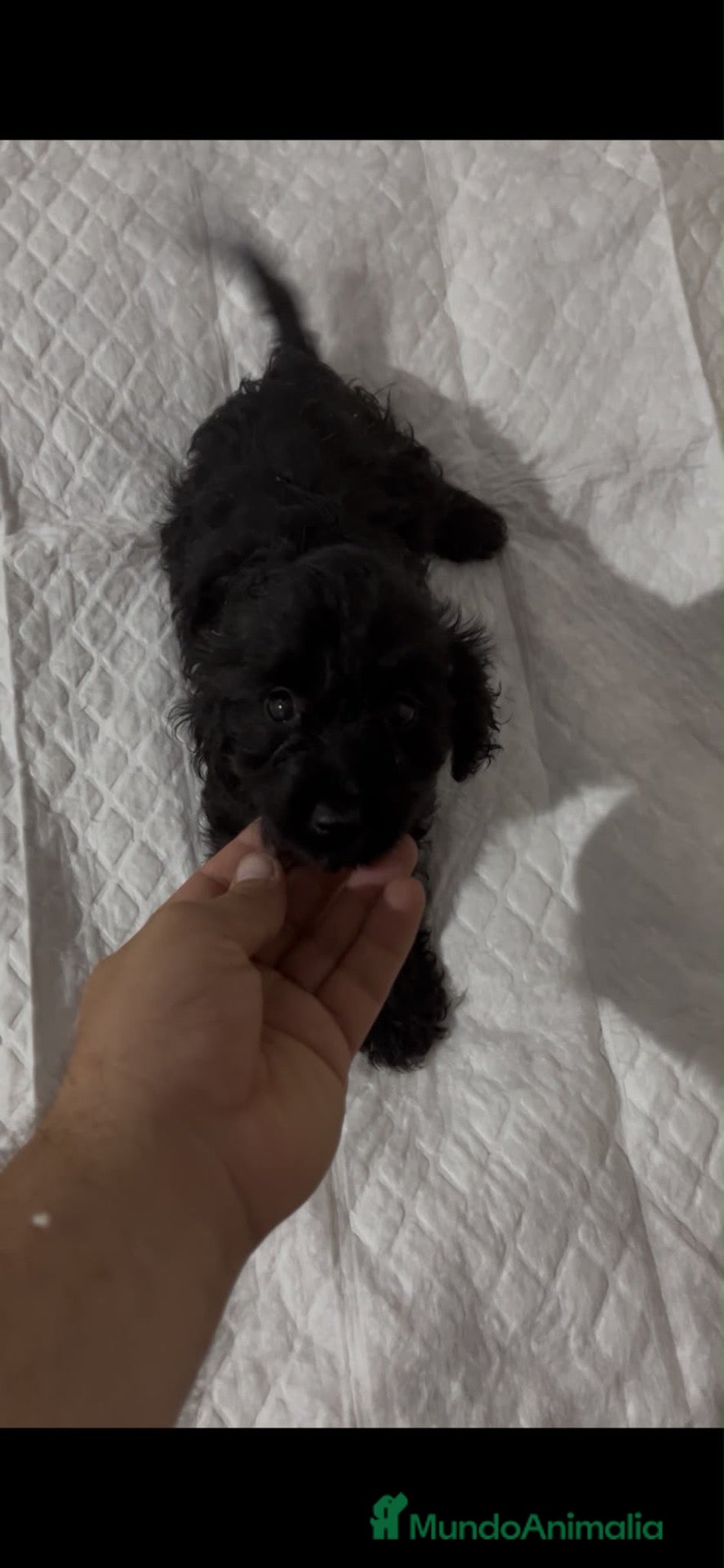 Cockapoo perros COCKAPOO - Anuncio 4
