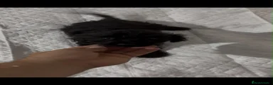 Cockapoo 1