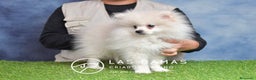 Pomerania perros en venta: Pomeranias disponibles - Anuncio 3