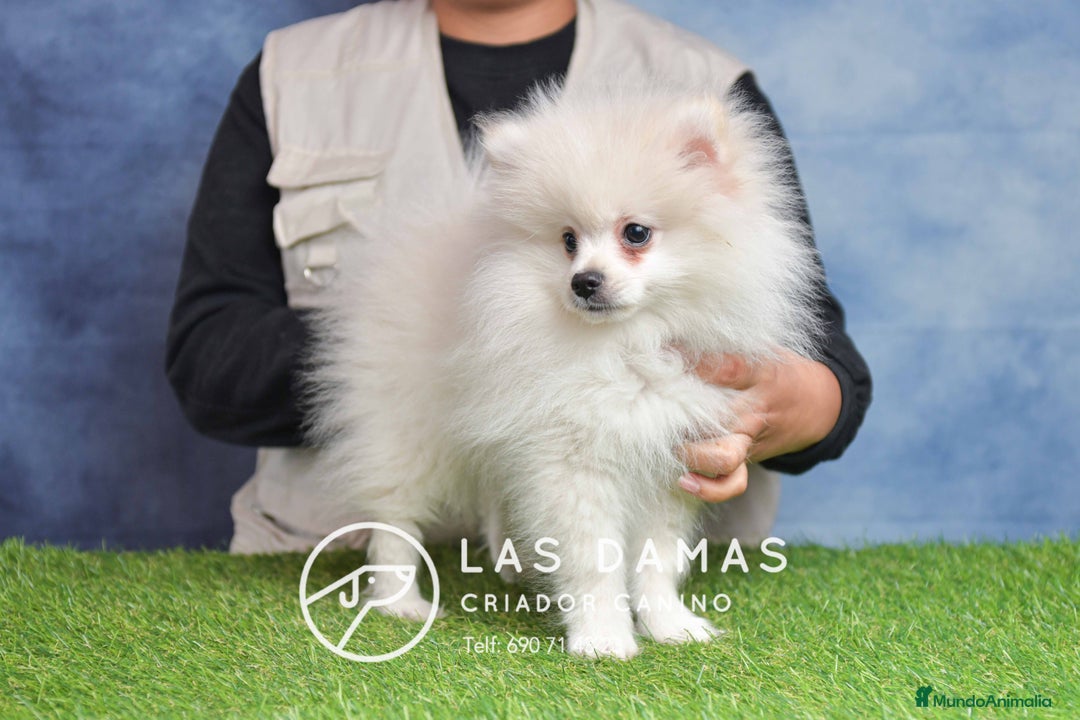 Pomerania perros en venta: Pomeranias disponibles - Anuncio 3