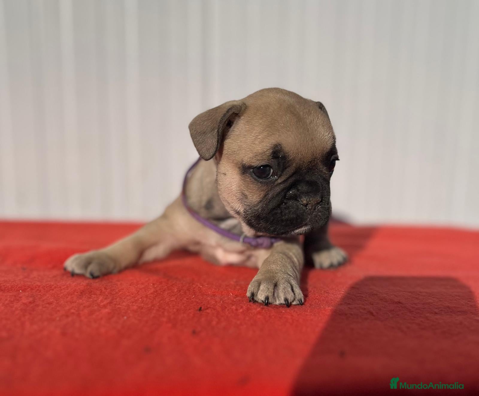 Bulldog Francés perros Bulldog francés hembra fwan - Anuncio 3