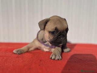 Bulldog Francés perros Bulldog francés hembra fwan - Anuncio 3