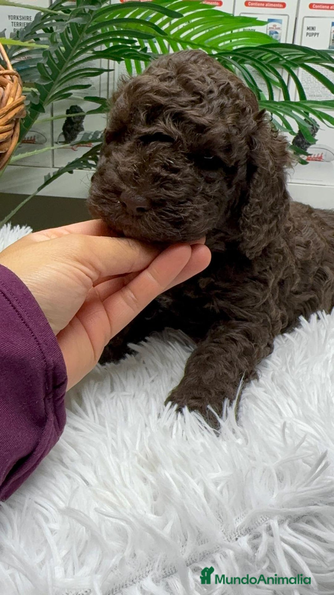 Perro de Agua Español perros en venta: PERRO DE AGUA ESPAÑOL MACHO - Anuncio 10