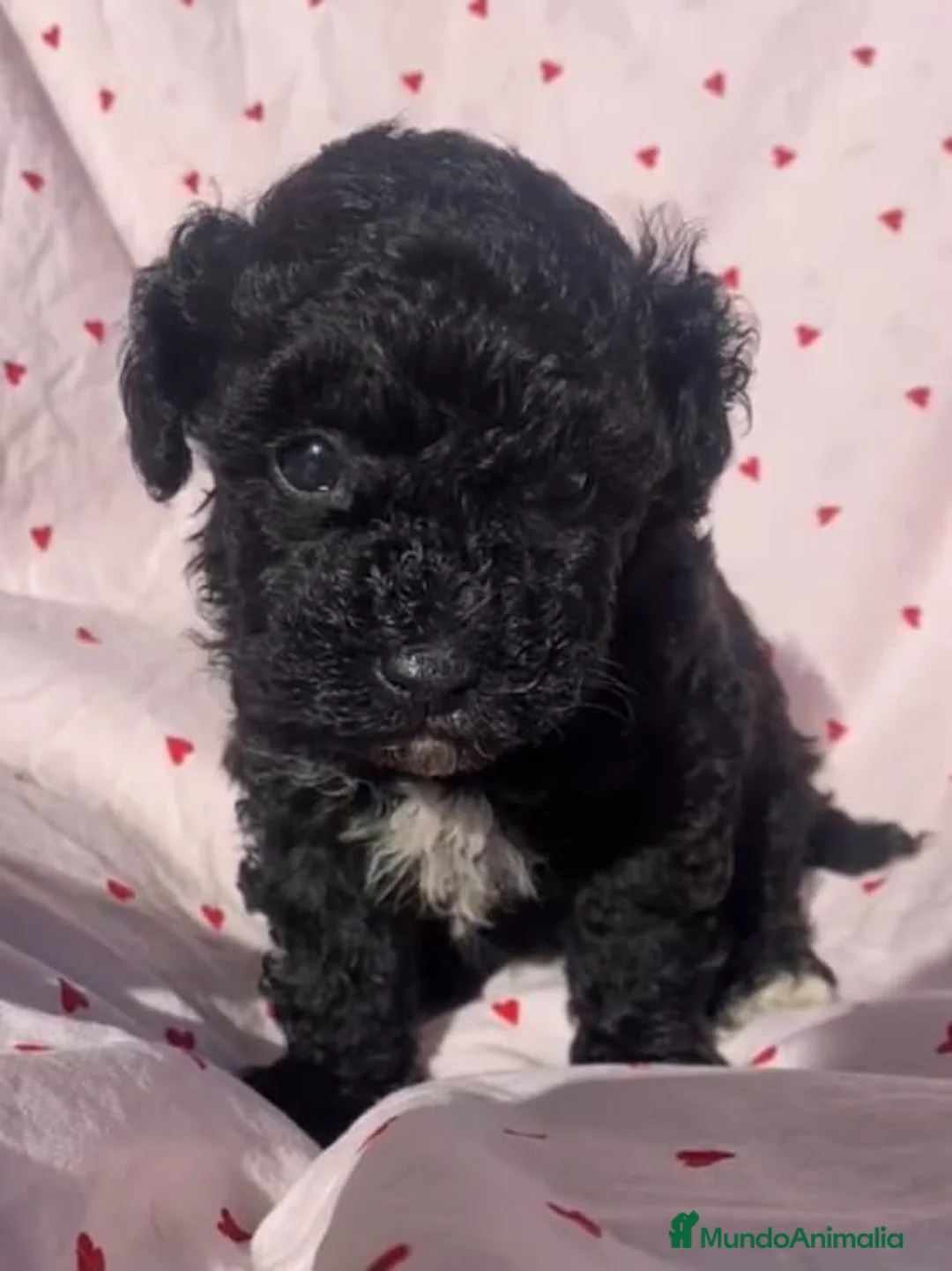 Caniche Toy perros en venta: Economicos, variedad de colores - Anuncio 1