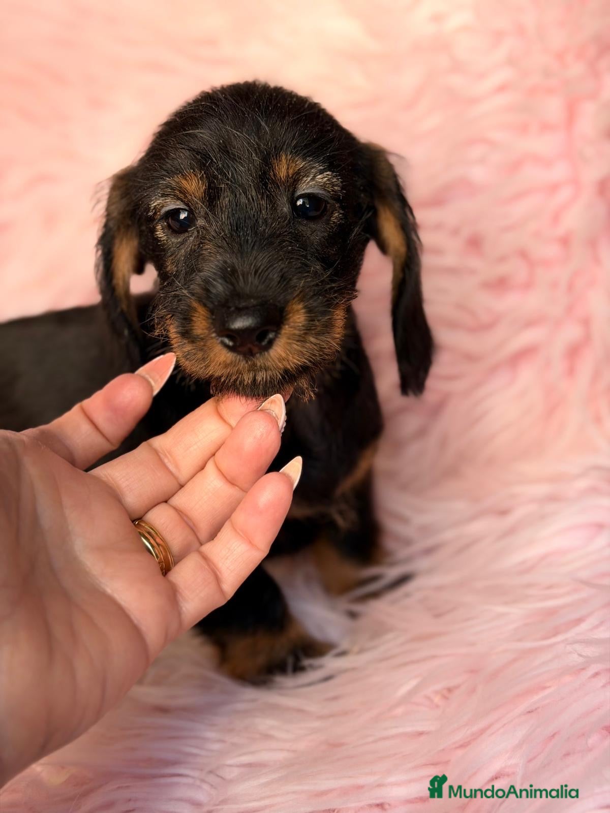 Teckel Miniatura perros en venta: Teckel pelo duro  - Anuncio 2
