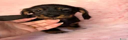 Teckel Miniatura perros en venta: Teckel pelo duro  - Anuncio 1
