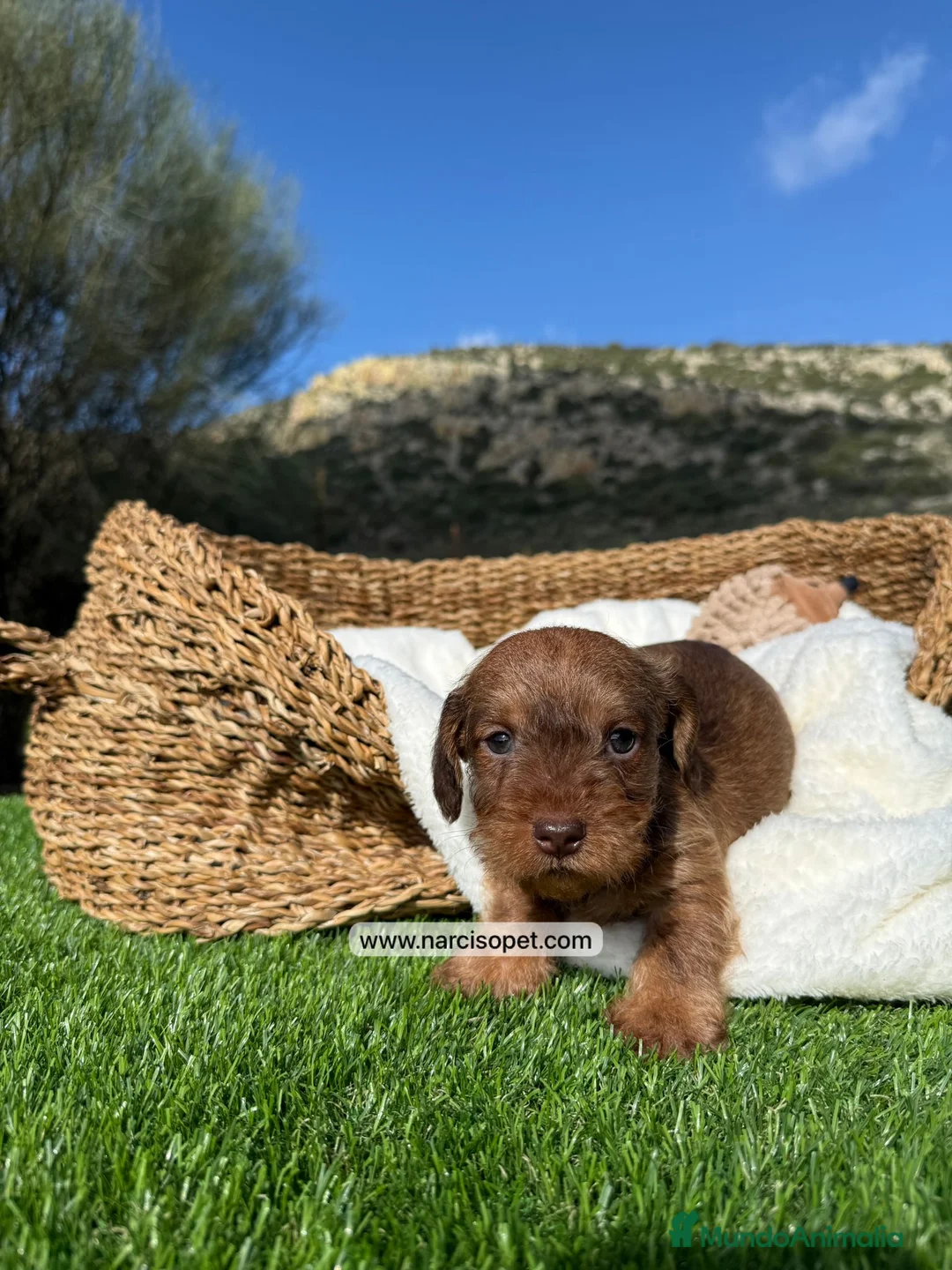 Teckel Miniatura perros en venta: TECKEL PELO DURO MACHO - Anuncio 4