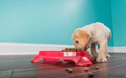 Labrador Retriever perros en venta: LABRADORES /////PUPIES  - Imagen 3