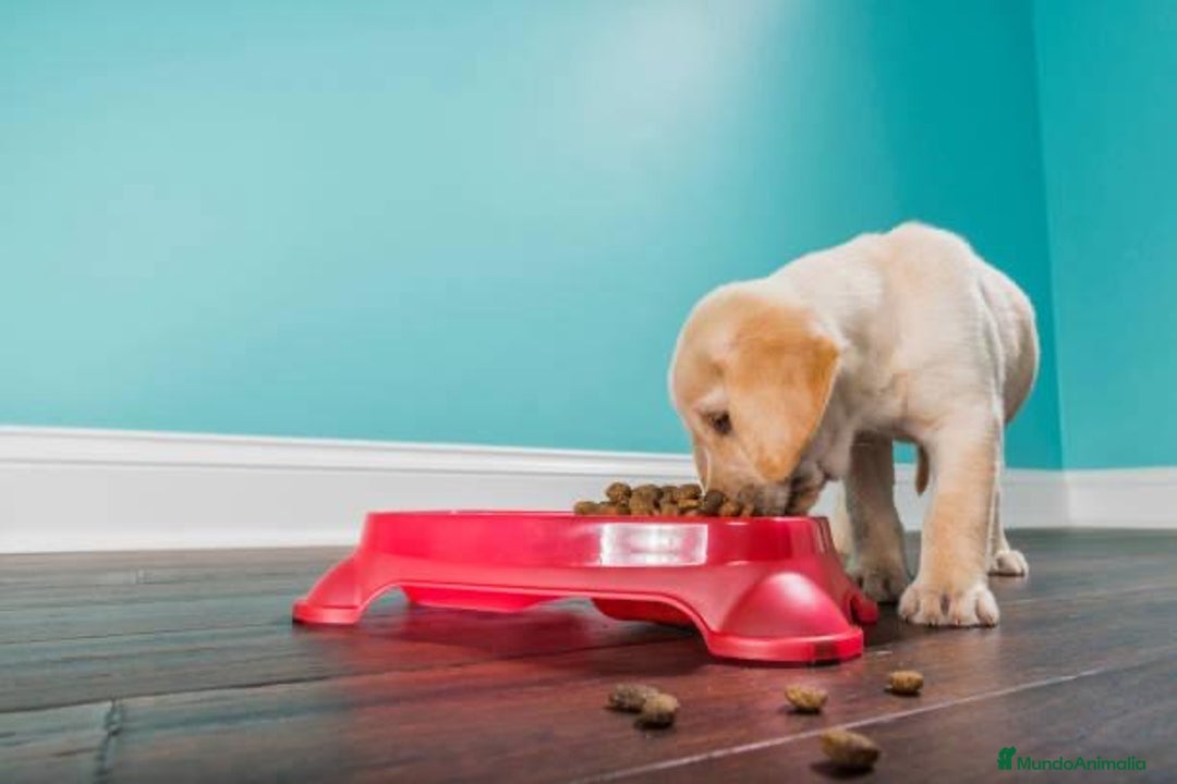 Labrador Retriever perros en venta: LABRADORES /////PUPIES  - Imagen 3