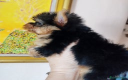 Yorkshire Terrier perros en venta: YORKSHIRE TOY MACHO CALIDAD  - Imagen 4