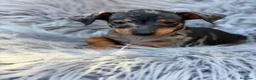 Pinscher Miniatura perros en venta: Macho pinscher merle 🐾💙 - Anuncio 4