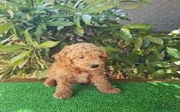 Caniche Toy perros en venta: Caniche   - Imagen 5