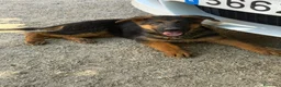 Pastor Alemán perros en venta: Cachorra pastor alemán  - Anuncio 10